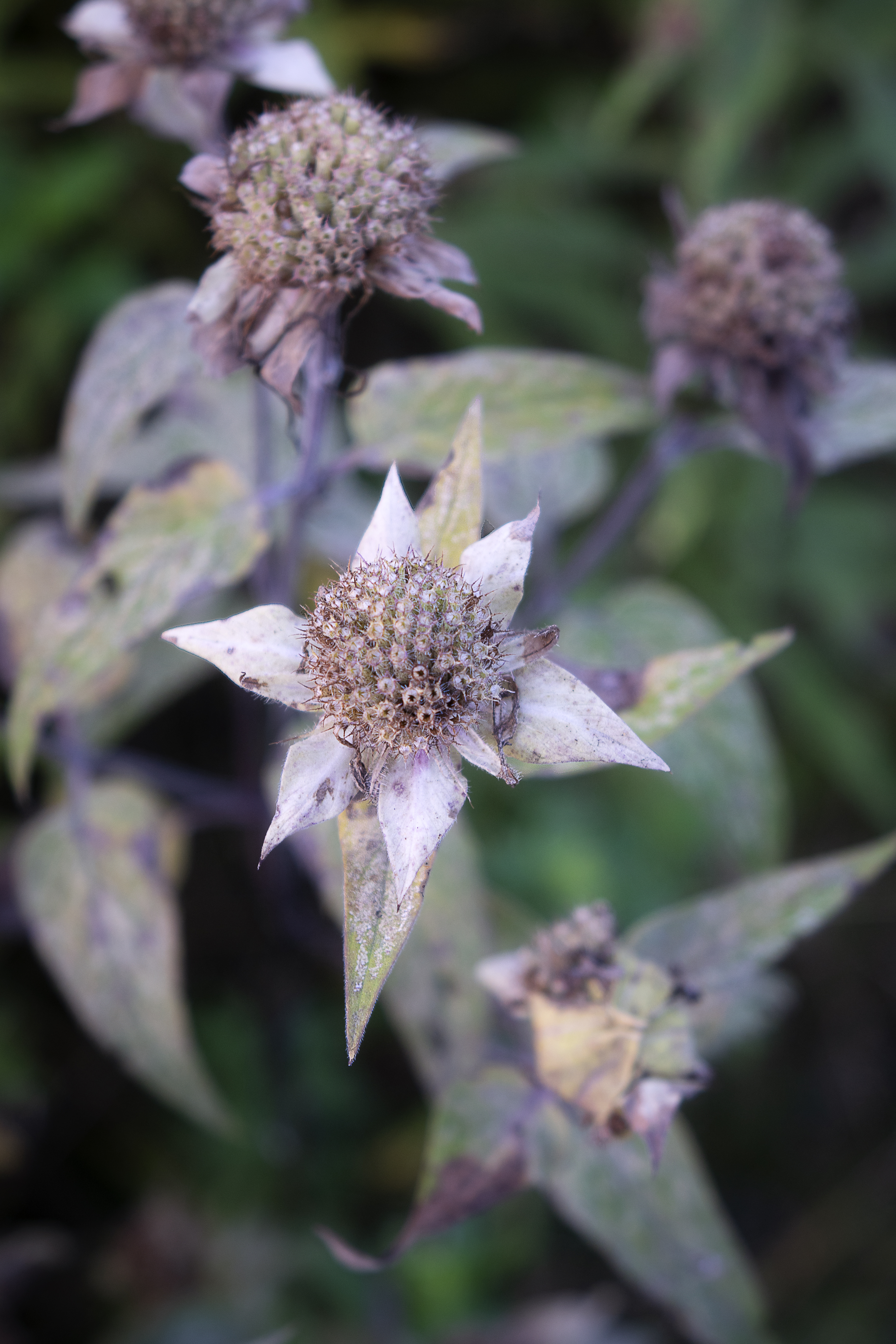 Stars Shine While Dying