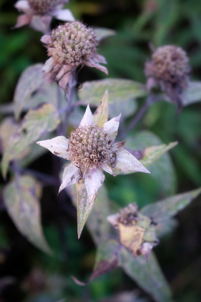 Stars Shine While Dying