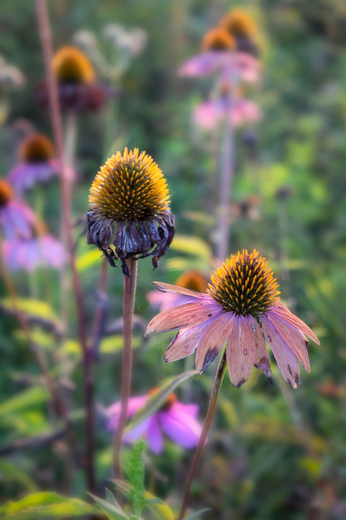 Struggling To Greet The Morning Sun