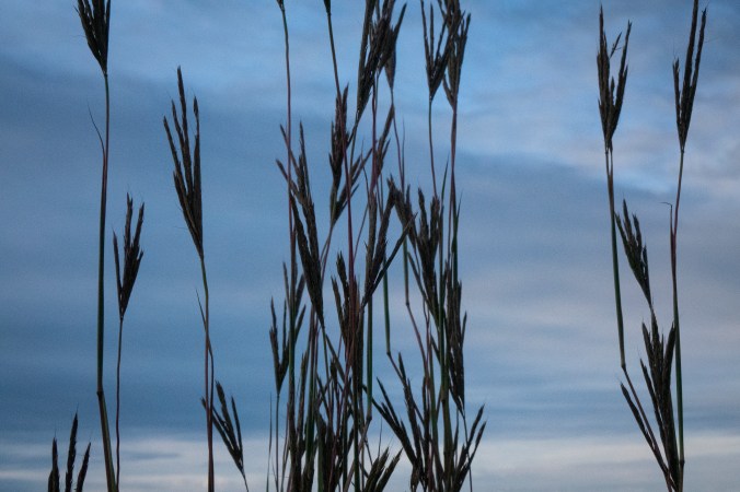 tall grasses of morning