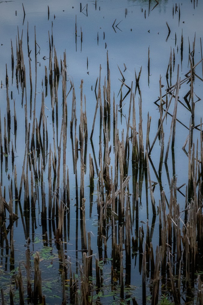 The Morning Sings Through Broken Reeds