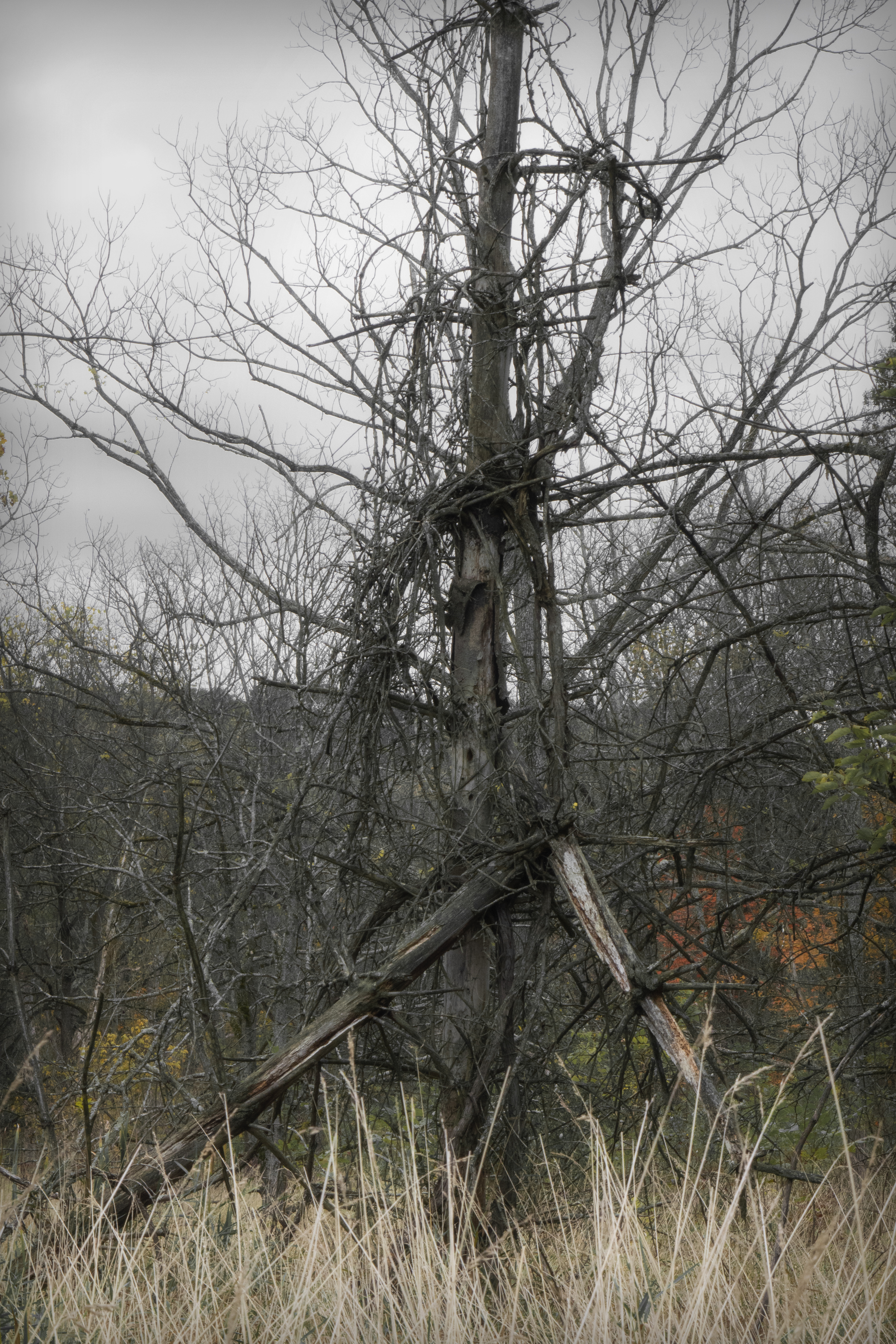 Cadence &amp; Cascade (color)