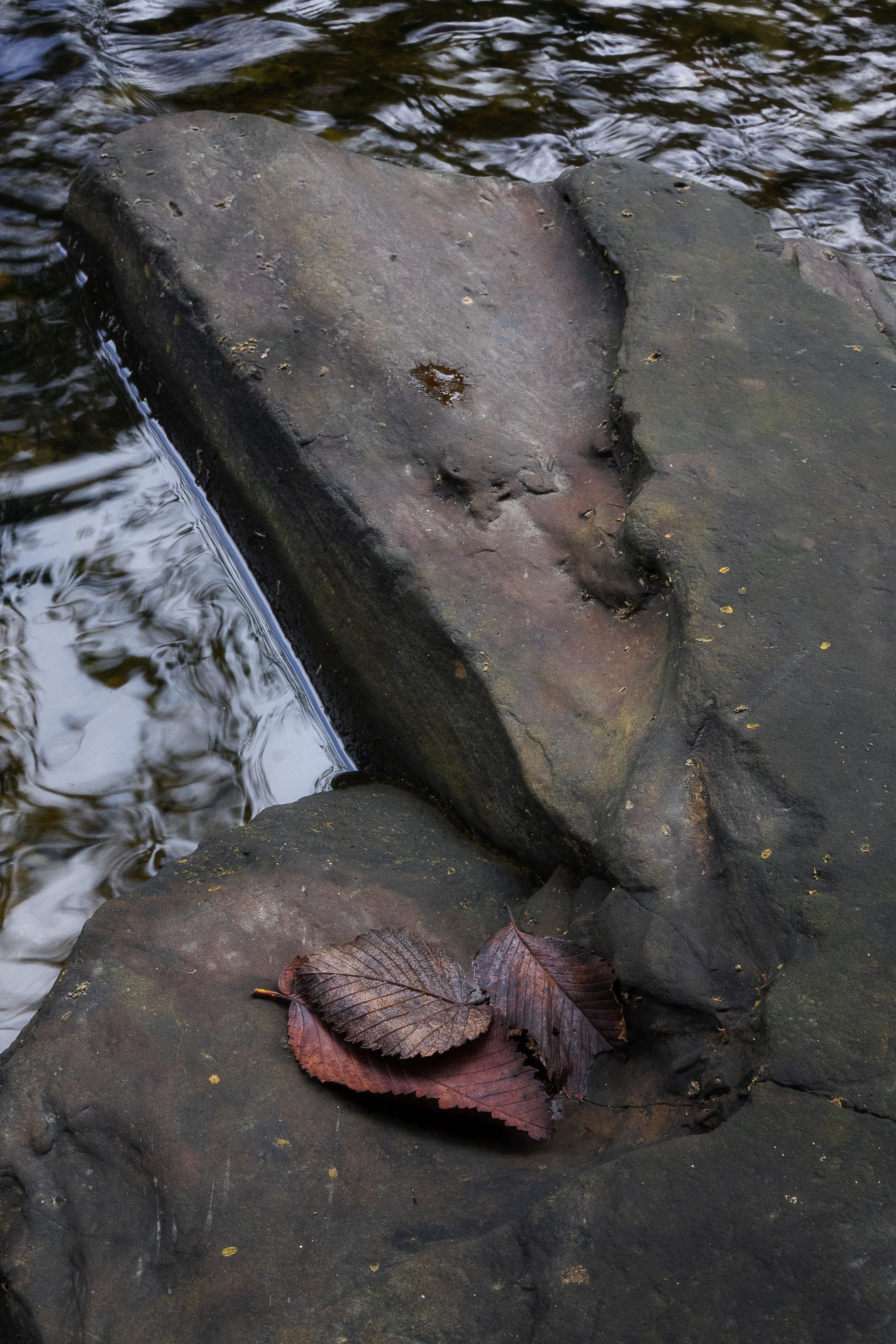 Long Tooth of Autumn