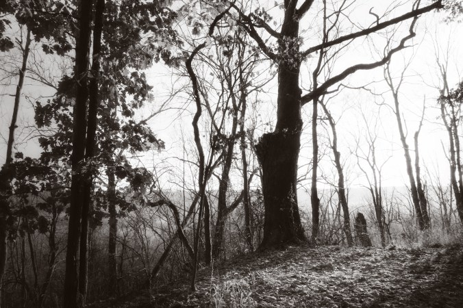 way to the light brown tone