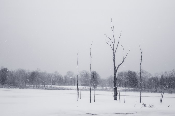 in and across a frozen marsh