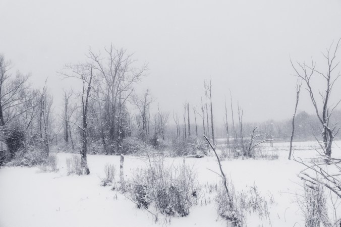 Marshlands in winter