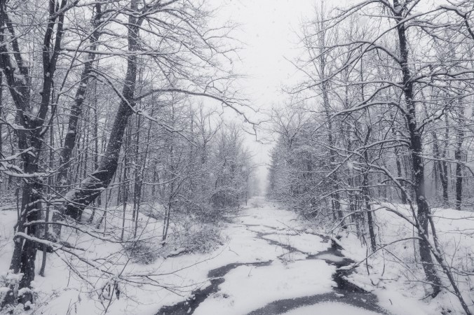 obscurring beauty of falling snow