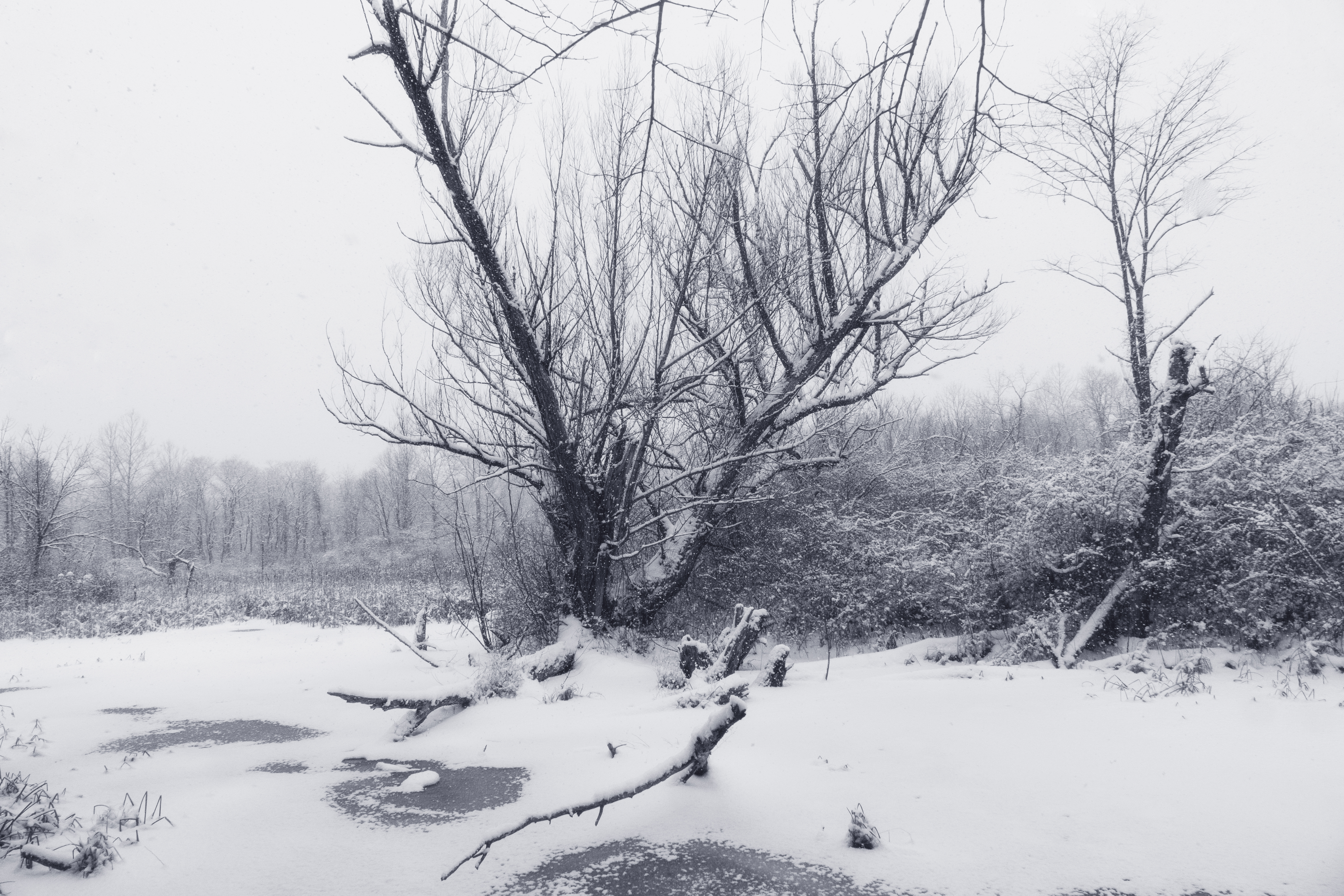 what is covers what was